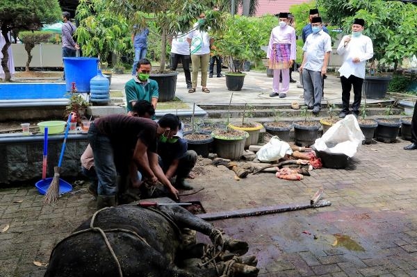 Saksikan Penyembelihan Kurban PKK Sumut, Gubernur Berpesan Jangkau Masyarakat Akar Rumput